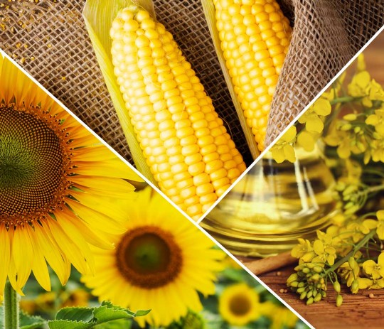 Cargill’s increases farmer yields by up to 26 percent with 1,000 Farmers Endless Prosperity program